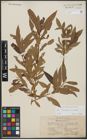 Foto von Salix triandra L. x Salix viminalis L.